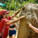 Half Day Elephant Care at Kerchor Elephant Family