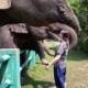 Half Day Kanta Elephant Sanctuary