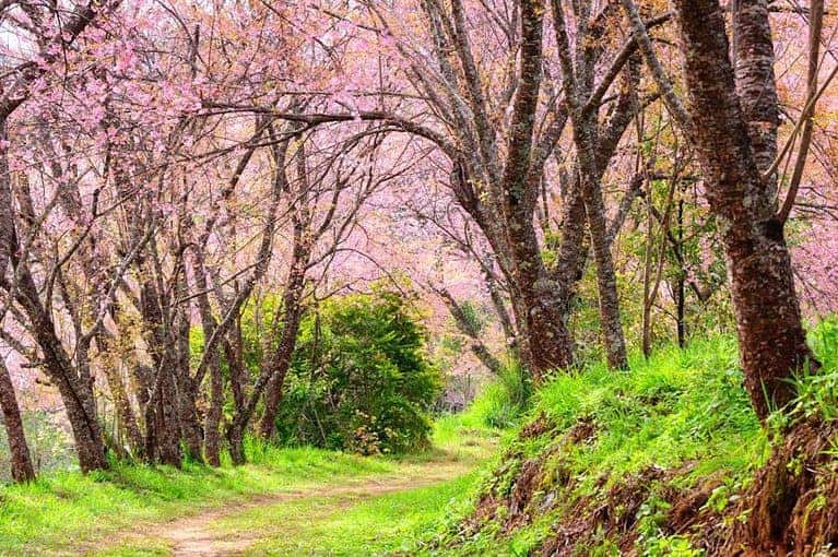Doi Inthanon's Kew Mae Pan Trek: Unforgettable Panoramic Views