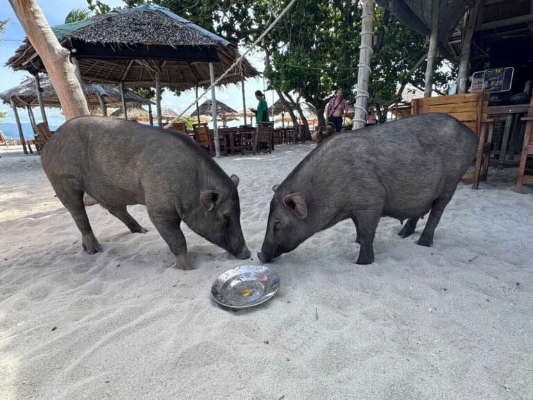 Private Speedboat Tour to Koh Madsum & Koh Tan